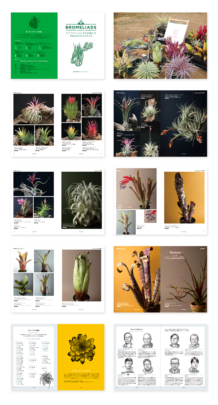 HB_Bromeliads_2